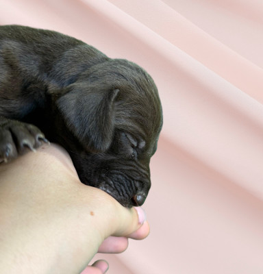 Chiot N°3