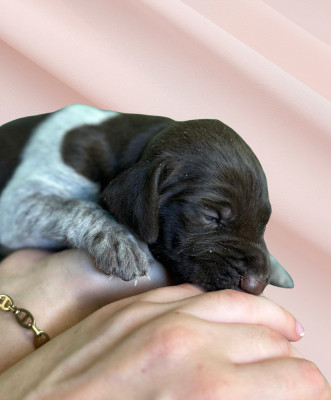 Chiot N°5