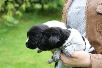 CHIOT