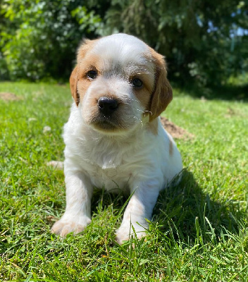 CHIOT 1