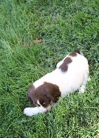 CHIOT