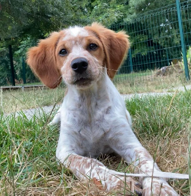 CHIOT 1