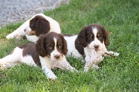 CHIOT