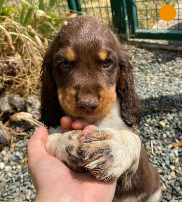 CHIOT 1