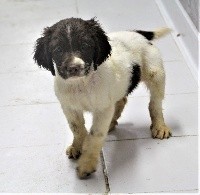 CHIOT