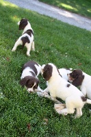 CHIOT