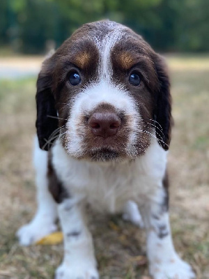 CHIOT 2