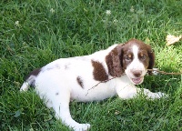CHIOT