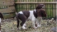CHIOT