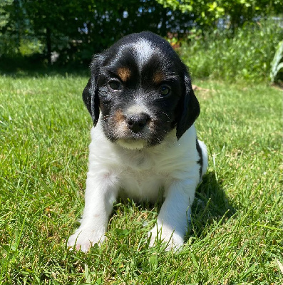 CHIOT 2