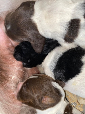 CHIOT 2