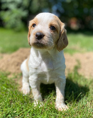 CHIOT 3
