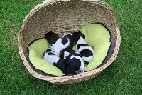CHIOT