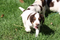 CHIOT