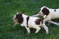 CHIOT