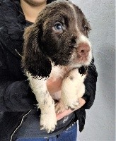 CHIOT