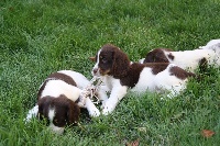 CHIOT