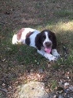 Pollux
