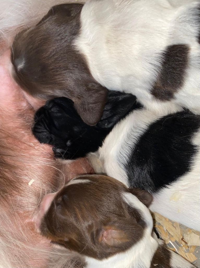 du Marais de Saintonge - Chiots disponibles - English Springer Spaniel