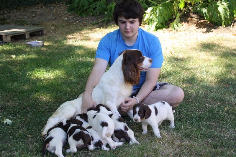 du Marais de Saintonge - English Springer Spaniel - Portée née le 31/05/2015