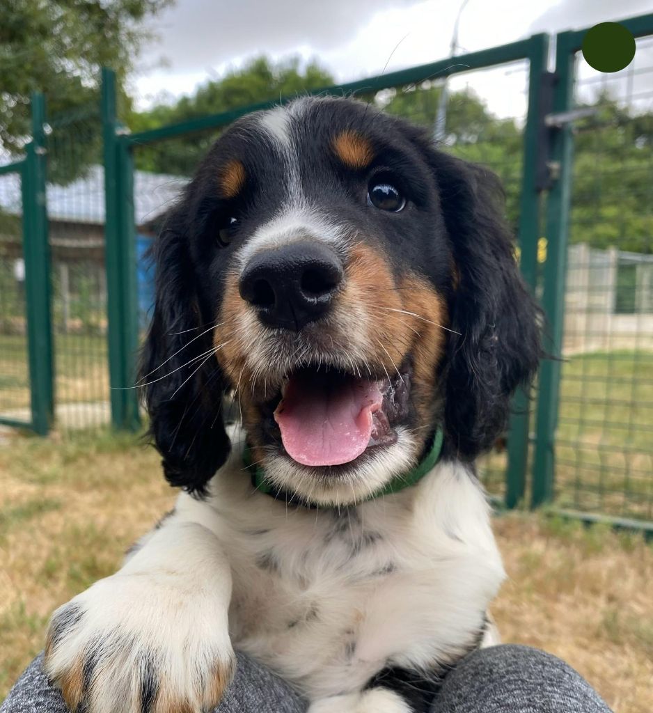 du Marais de Saintonge - Chiots disponibles - English Springer Spaniel