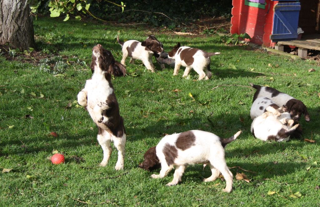du Marais de Saintonge - English Springer Spaniel - Portée née le 15/11/2017