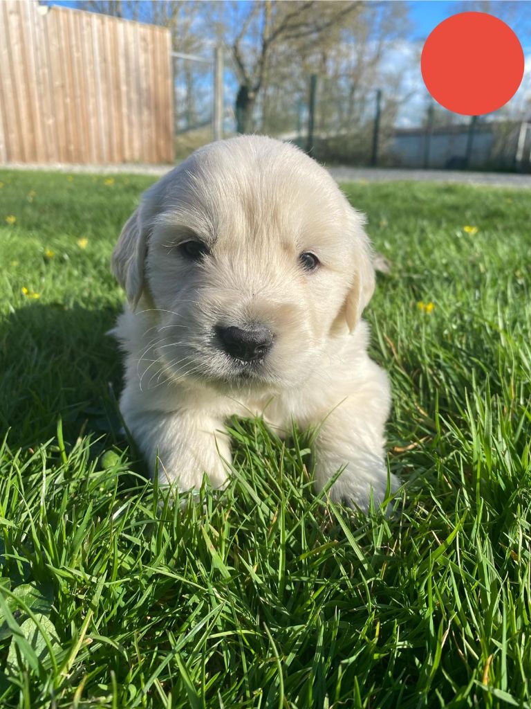 du Marais de Saintonge - Chiots disponibles - Golden Retriever