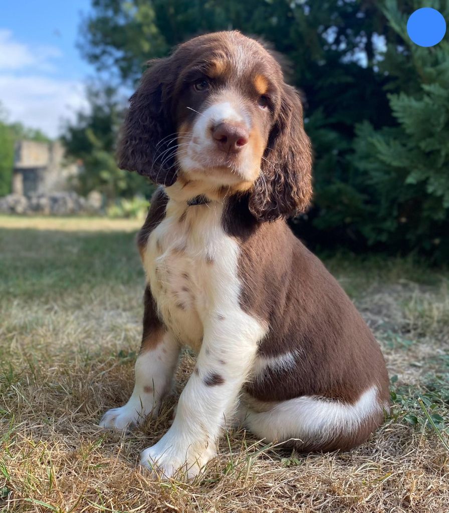 du Marais de Saintonge - Chiots disponibles - English Springer Spaniel