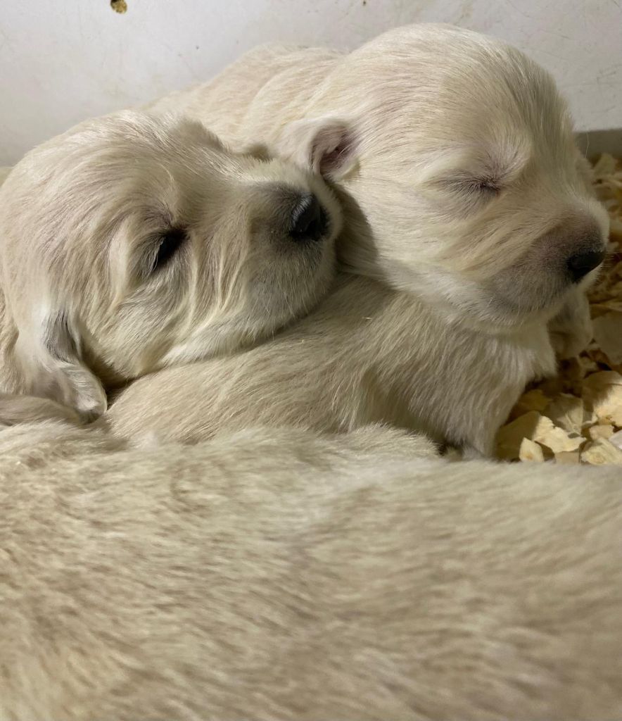 du Marais de Saintonge - Chiots disponibles - Golden Retriever
